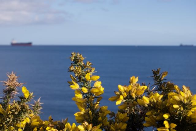 Early morning light and the ocean behind yellow gorse flowers. A view over water with trees in the background. A large ship on the horizon. Beautiful morning light and sharp relief shadows ten minutes walk from the Maenporth cottage.